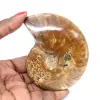 Fossile di ammonite lucidato - Pietra naturale del Madagascar per collezionisti - 0