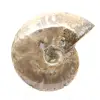 Ammonite fossile lucidata - Decorazione e scienza paleontologica - 1