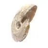 Ammonite fossile lucidata - Decorazione e scienza paleontologica - 2