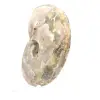 Ammonite fossile lucidata - Decorazione e scienza paleontologica - 3
