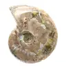 Ammonite fossile lucidata - Decorazione e scienza paleontologica - 4