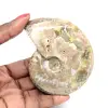 Ammonite fossile lucidata - Decorazione e scienza paleontologica - 0
