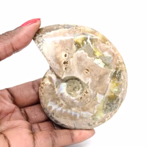 Ammonite fossile lucidata - Decorazione e scienza paleontologica