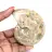 Ammonite fossile lucidata - Decorazione e scienza paleontologica