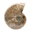 Ammonite fossile lucidata - Magnifica pietra naturale per la decorazione - 1