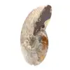 Ammonite fossile lucidata - Magnifica pietra naturale per la decorazione - 2