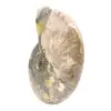 Ammonite fossile lucidata - Magnifica pietra naturale per la decorazione - 3