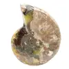 Ammonite fossile lucidata - Magnifica pietra naturale per la decorazione - 4