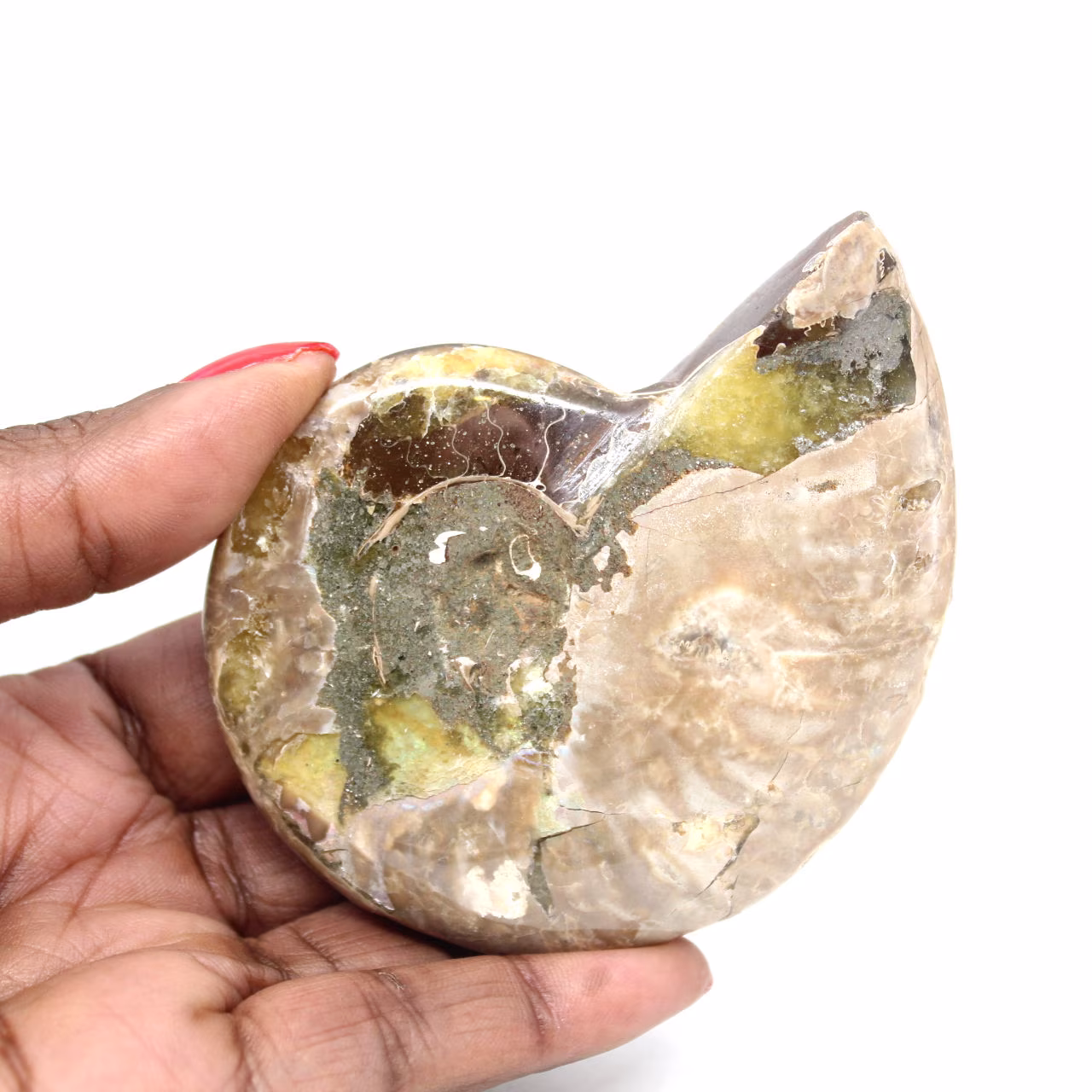 Ammonite fossile lucidata - Magnifica pietra naturale per la decorazione