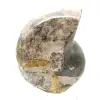 Ammonite fossile lucidata di alta qualità - Pezzo decorativo naturale - 1