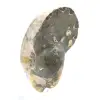Ammonite fossile lucidata di alta qualità - Pezzo decorativo naturale - 2