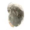 Ammonite fossile lucidata di alta qualità - Pezzo decorativo naturale - 3