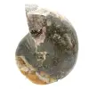 Ammonite fossile lucidata di alta qualità - Pezzo decorativo naturale - 4