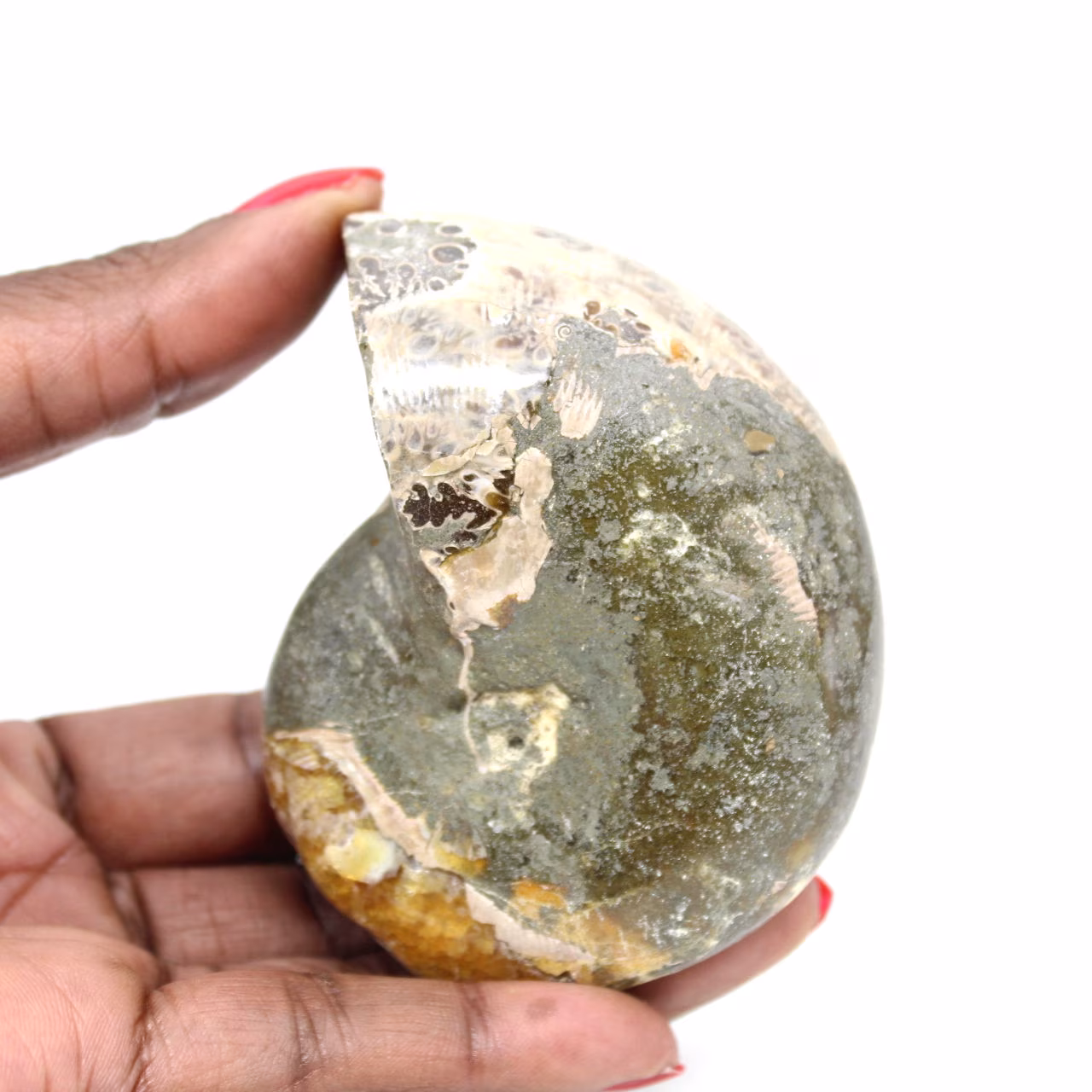 Ammonite fossile lucidata di alta qualità - Pezzo decorativo naturale