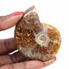 Ammonite Polie - Fossile de Madagascar pour Collection et Décoration (60g)