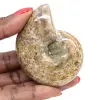 Ammonite lucidata per collezionisti - Tesoro fossile del Madagascar (100 g) - 0