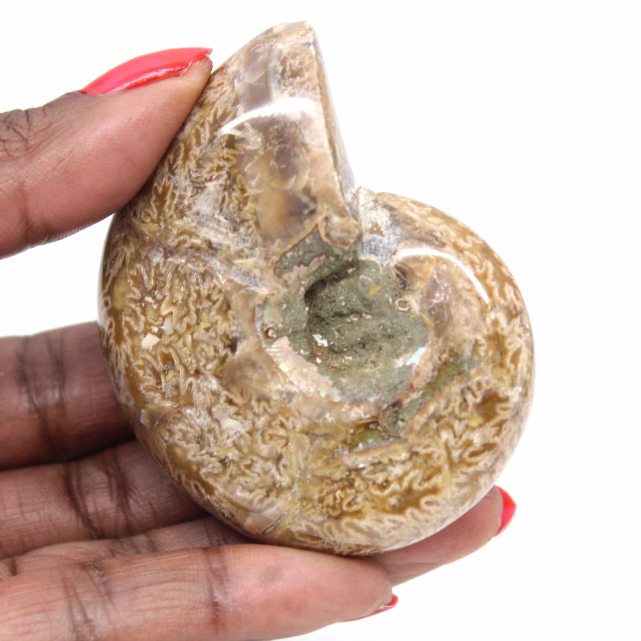 Ammonite lucidata per collezionisti - Tesoro fossile del Madagascar (100 g)