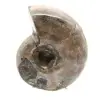 Ammonite lucidata - Piccolo esemplare da collezione dal Madagascar (80 g) - 1