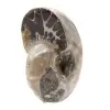 Ammonite lucidata - Piccolo esemplare da collezione dal Madagascar (80 g) - 2