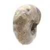 Ammonite lucidata - Piccolo esemplare da collezione dal Madagascar (80 g) - 3