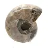 Ammonite lucidata - Piccolo esemplare da collezione dal Madagascar (80 g) - 4