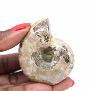 Ammonite lucidata - Piccolo esemplare da collezione dal Madagascar (80 g)