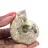 Ammonite lucidata - Piccolo esemplare da collezione dal Madagascar (80 g)