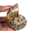 Ammonite lucidata - Esemplare di collezione stretta dal Madagascar (120 g) - 0
