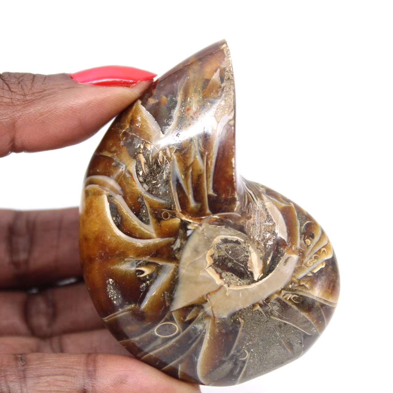 Ammonite lucidata - Esemplare di collezione stretta dal Madagascar (120 g)