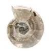 Piccolo fossile di ammonite lucidato - Pietra naturale della storia geologica - 1
