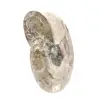 Piccolo fossile di ammonite lucidato - Pietra naturale della storia geologica - 2