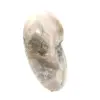 Piccolo fossile di ammonite lucidato - Pietra naturale della storia geologica - 3