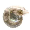 Piccolo fossile di ammonite lucidato - Pietra naturale della storia geologica - 4