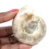 Piccolo fossile di ammonite lucidato - Pietra naturale della storia geologica - 0