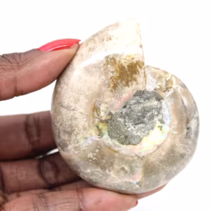 Piccolo fossile di ammonite lucidato - Pietra naturale della storia geologica