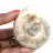 Piccolo fossile di ammonite lucidato - Pietra naturale della storia geologica