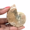 Petit Fossile d'Ammonite Polie - Spécimen Authentique de Madagascar