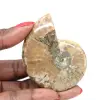 Piccolo fossile di ammonite lucidato - Esemplare autentico dal Madagascar - 0