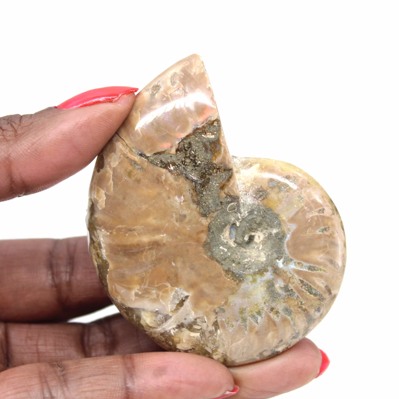 Piccolo fossile di ammonite lucidato - Esemplare autentico dal Madagascar