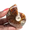 Fossile Ammonite Polie - Objet de Décoration Naturelle (70g)