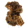 Barite Ouichane, cristalli marroni - 1