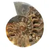 Ammonite lucidata per un'atmosfera zen – Fossile del Madagascar - 0