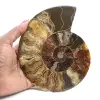 Ammonite lucidata per litoterapia e collezione – Madagascar - 1
