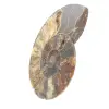 Ammonite lucidata per litoterapia e collezione – Madagascar - 2