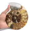 Sezione lucidata di fossile di ammonite – Geologia del Madagascar - 1