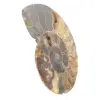 Sezione lucidata di fossile di ammonite – Geologia del Madagascar - 2