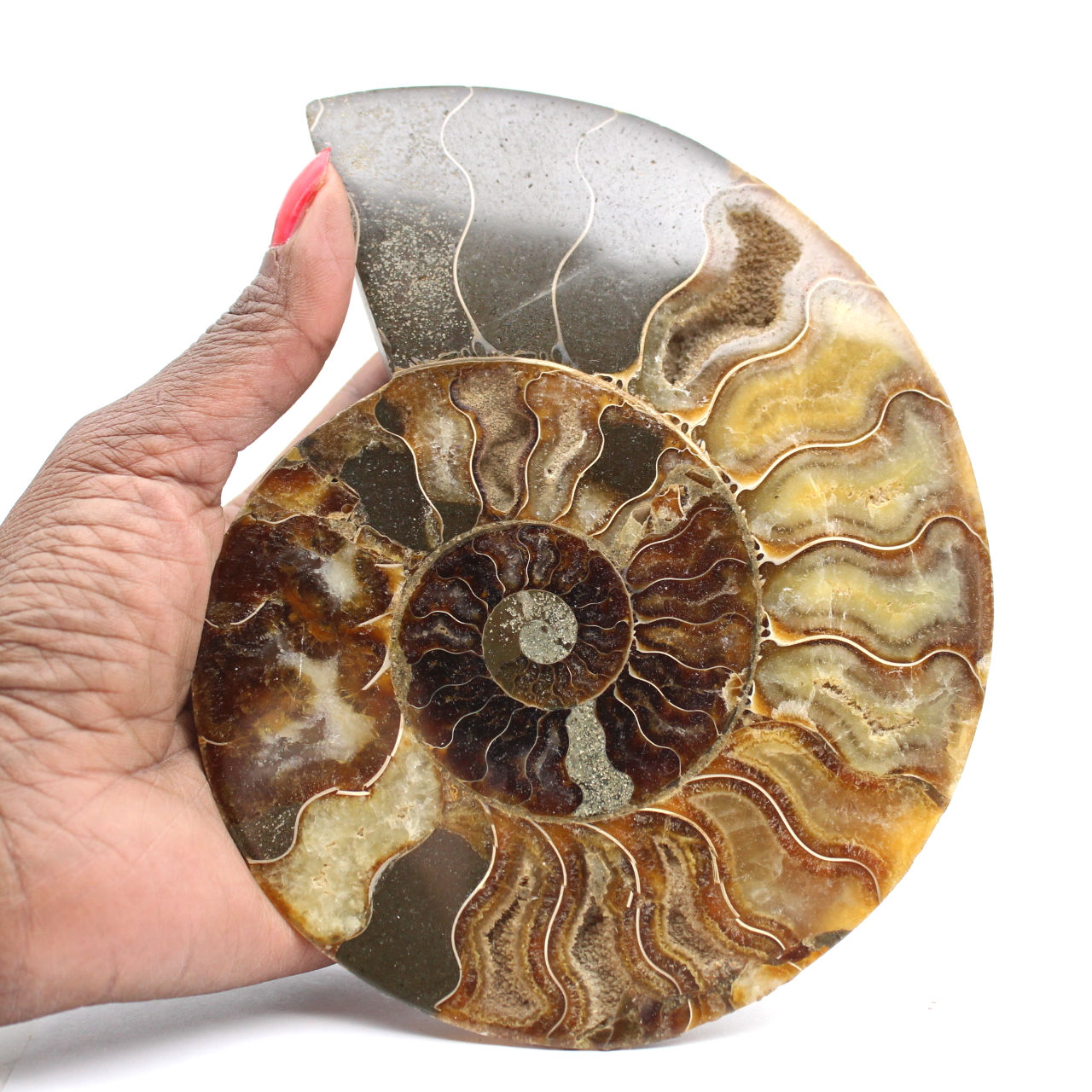 Vero Fossile Di Ammonite Del Madagascar (150 Milioni Di Anni) – Pezzo Unico Tagliato E Lucidato 3.2-4.4 Cm