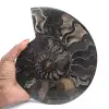 Ammonite fossile decorativa lucidata – Esemplare dal Madagascar - 1