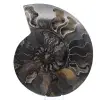 Ammonite fossile decorativa lucidata – Esemplare dal Madagascar - 0