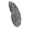 Ammonite fossile decorativa lucidata – Esemplare dal Madagascar - 2